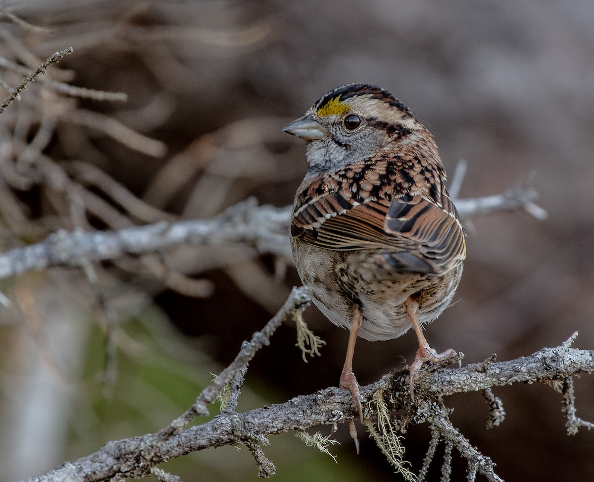 White-throated Sparrow - thomas berriman