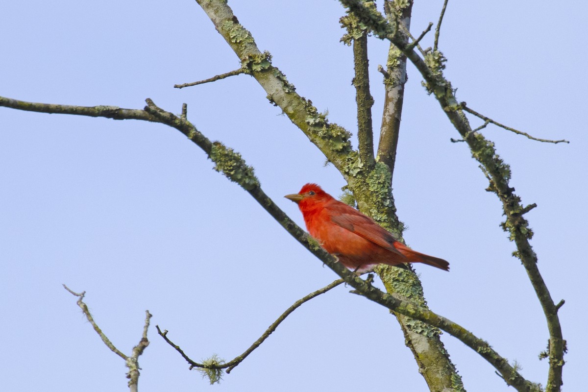 Summer Tanager - Colin Sumrall