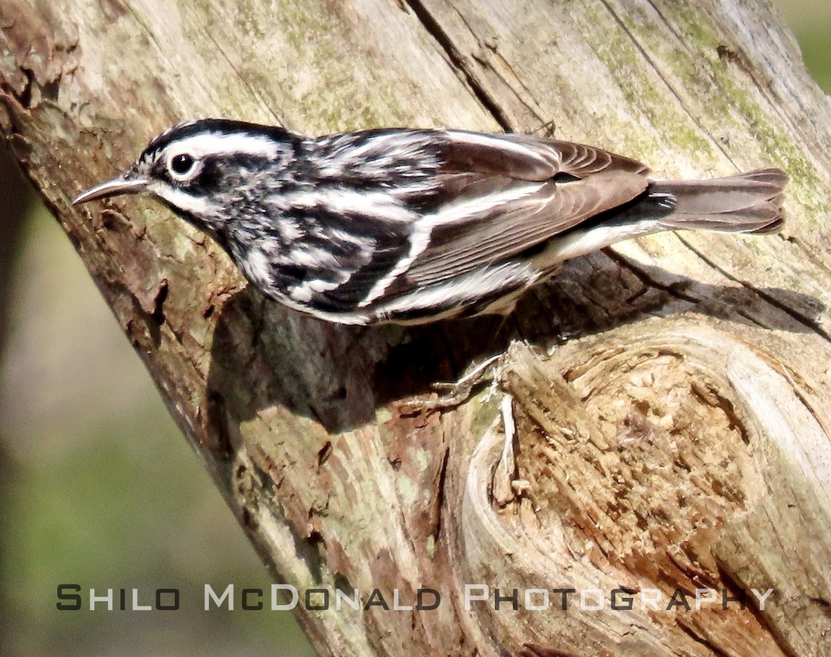 Black-and-white Warbler - Shilo McDonald