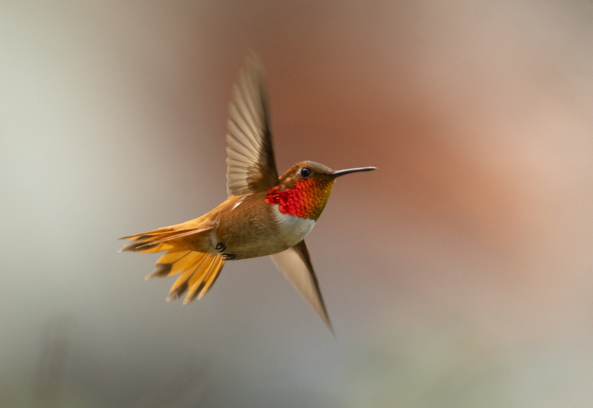 Rufous Hummingbird - ML230528331
