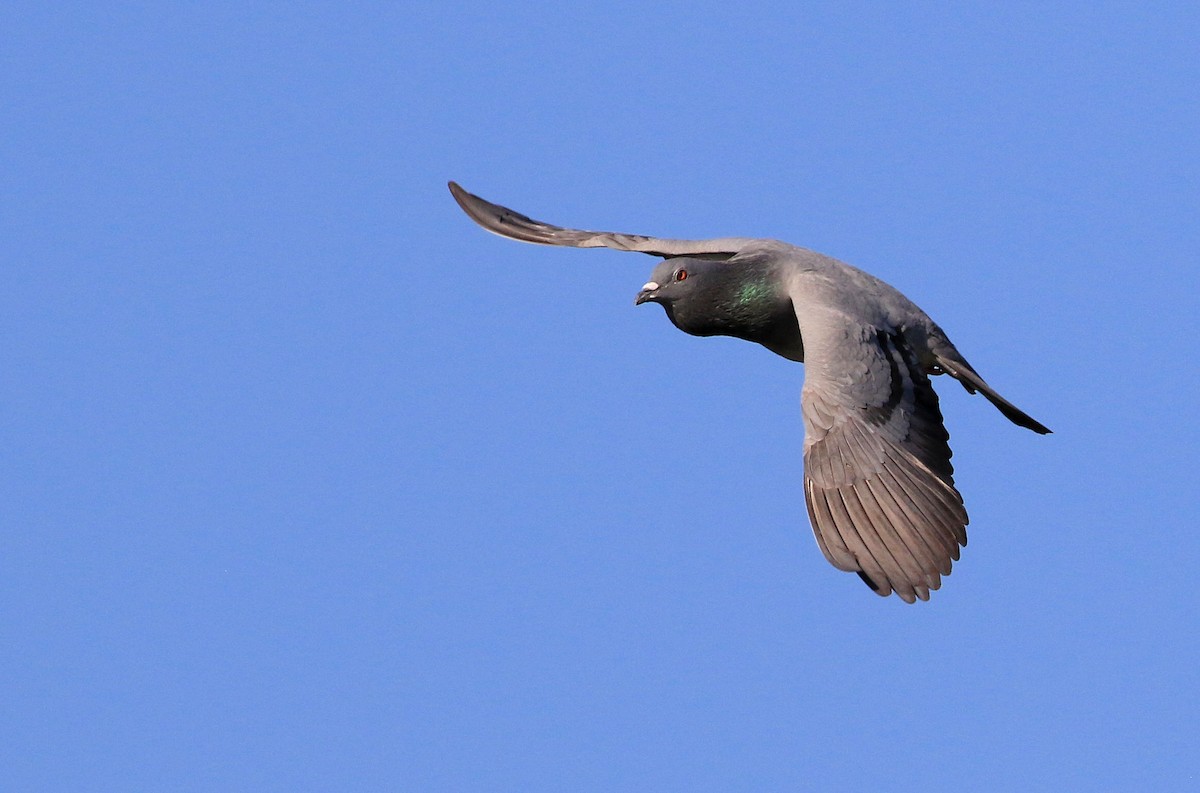 Rock Pigeon (Feral Pigeon) - Patrick MONNEY