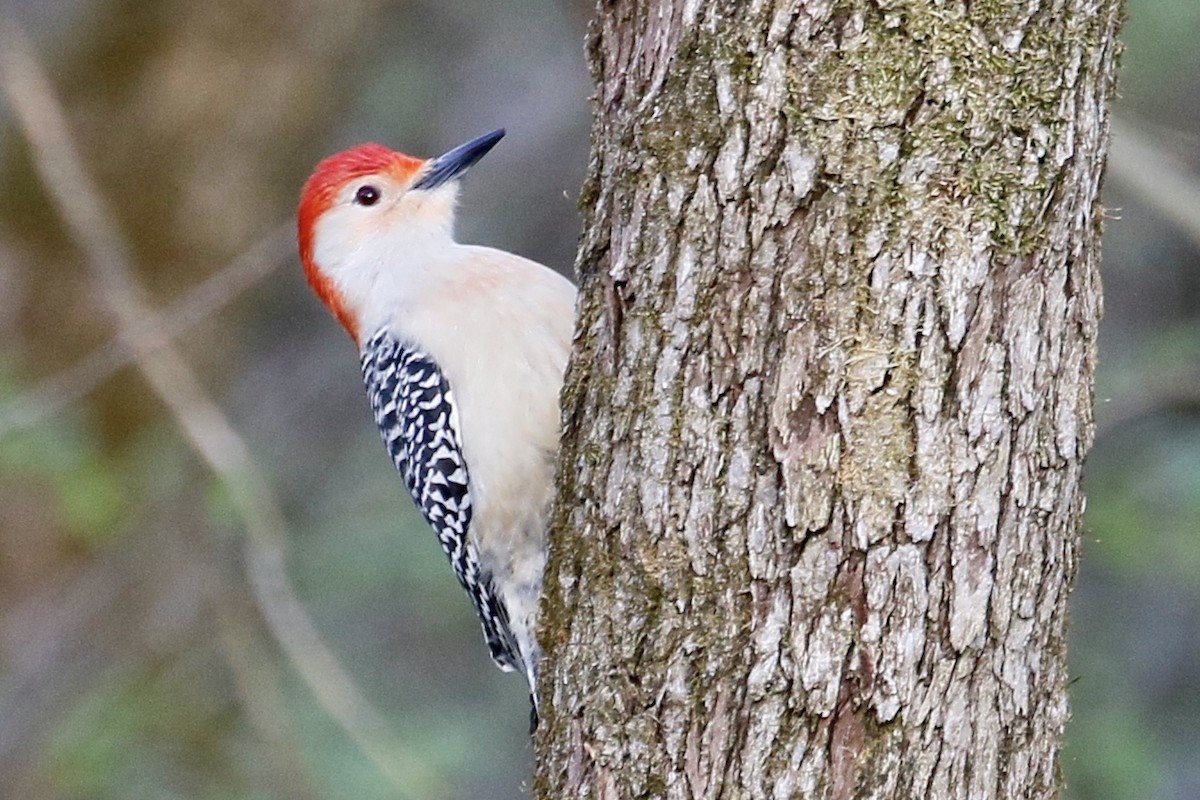 Red-bellied Woodpecker - ML230535781