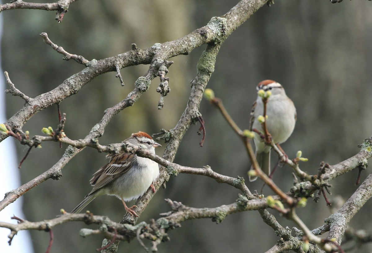 Chipping Sparrow - ML230536261