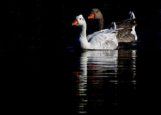 Graylag Goose (Domestic type), ML230536271