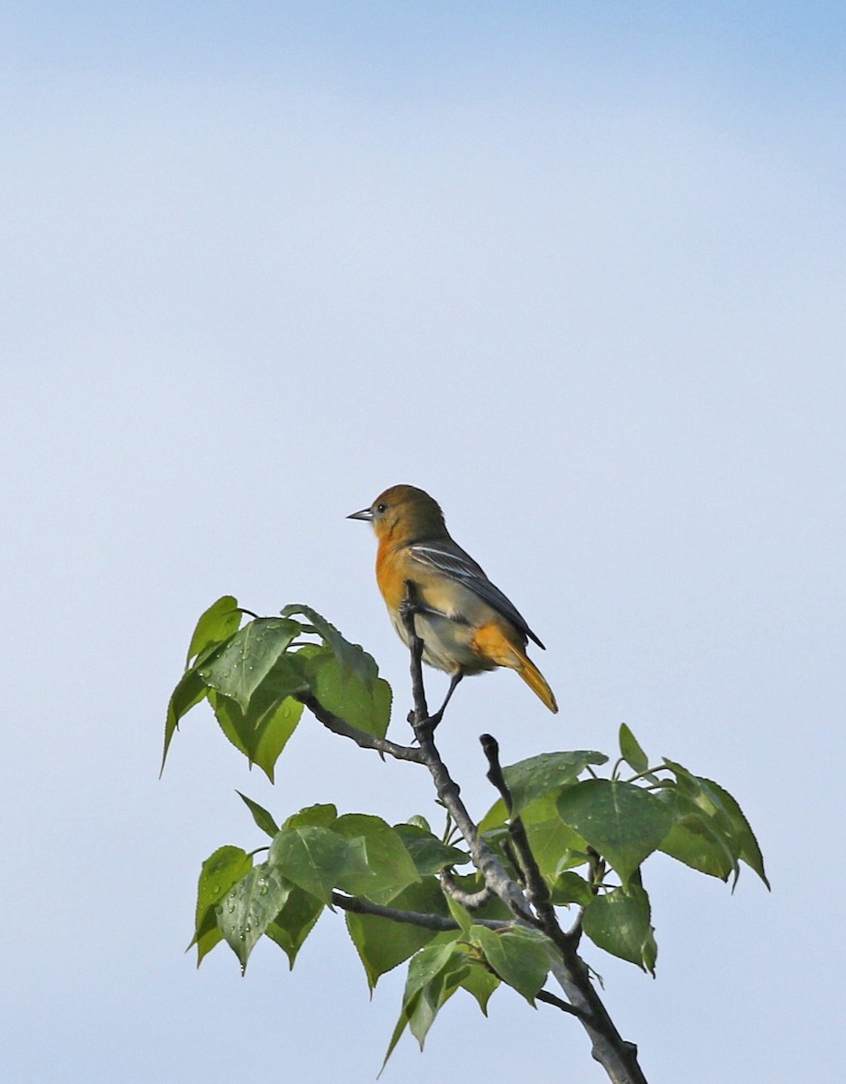 Orchard Oriole - ML230536841