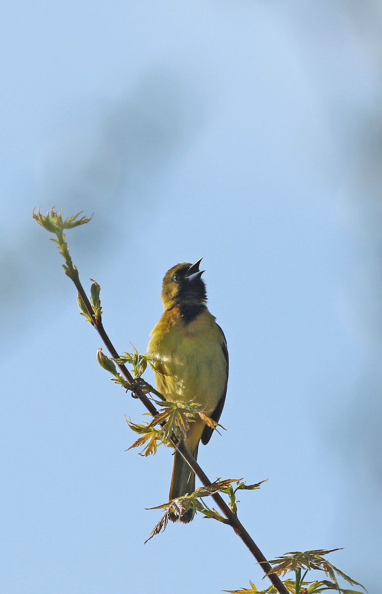 Orchard Oriole - ML230536861