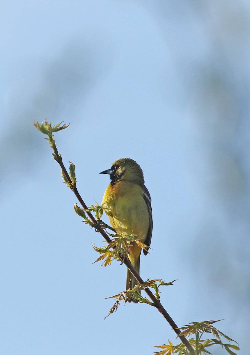 Orchard Oriole - ML230536901