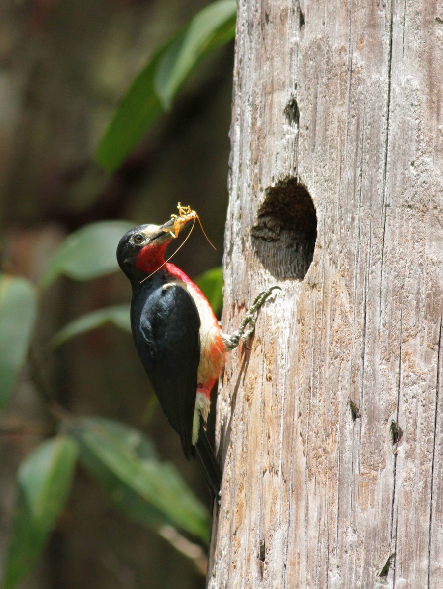 Puerto Rican Woodpecker - ML23054081