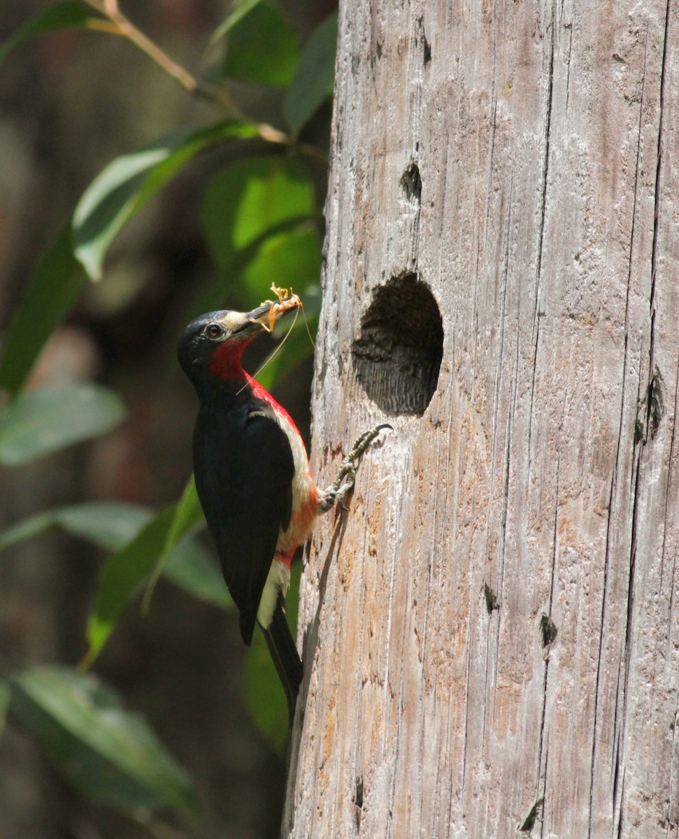 Puerto Rican Woodpecker - ML23054091