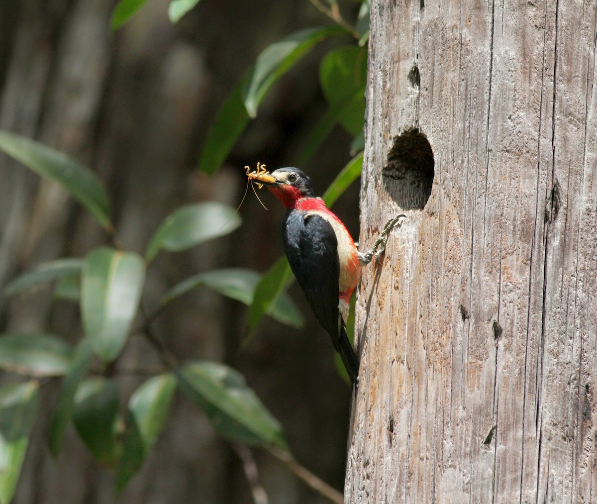 Puerto Rican Woodpecker - ML23054151