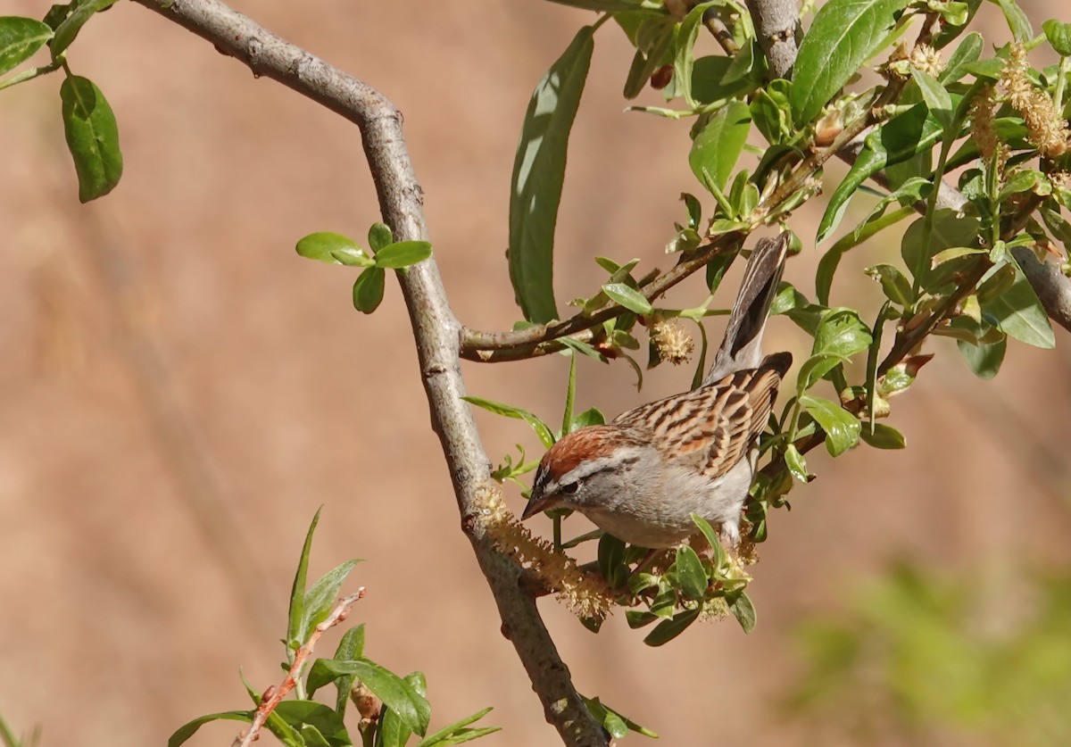 Chipping Sparrow - ML230541601