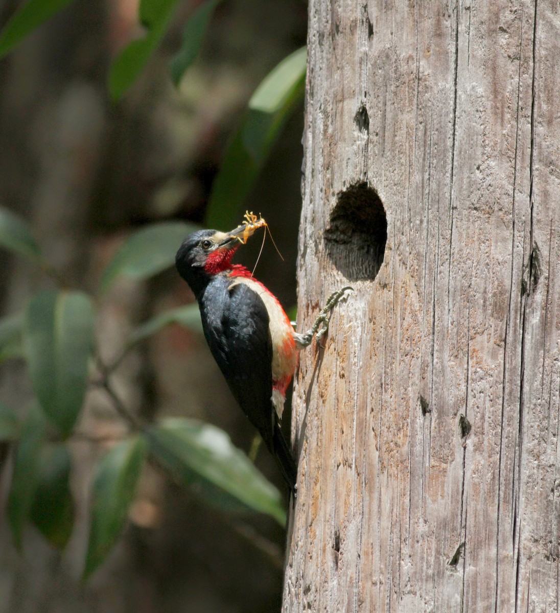 Puerto Rican Woodpecker - ML23054161
