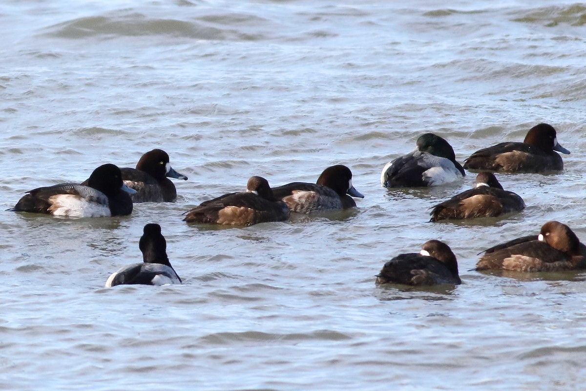 Greater Scaup - Mark L. Hoffman