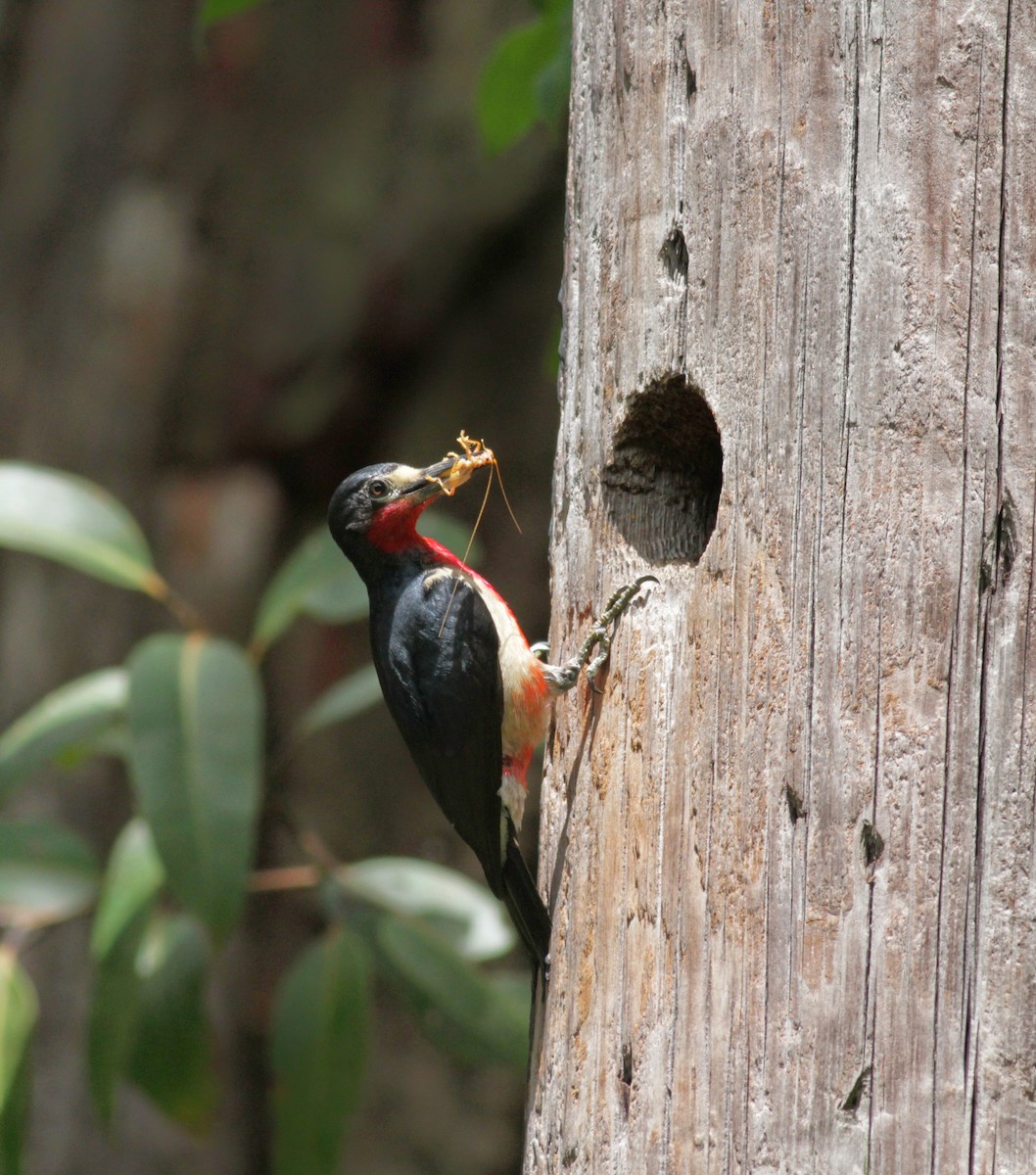 Puerto Rican Woodpecker - ML23054291