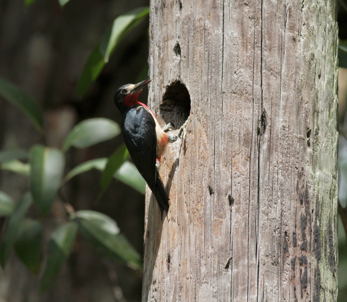 Puerto Rican Woodpecker - ML23054301
