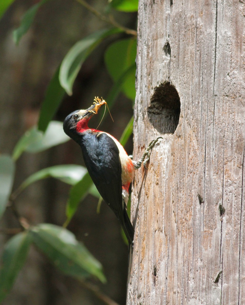 Puerto Rican Woodpecker - ML23054311