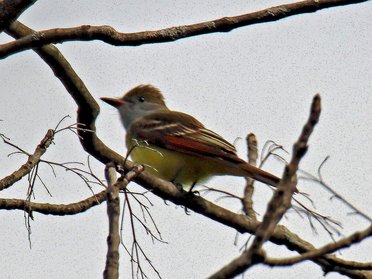 Great Crested Flycatcher - ML230544061