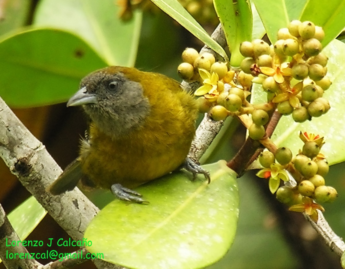 Olive-backed Tanager - ML230550001