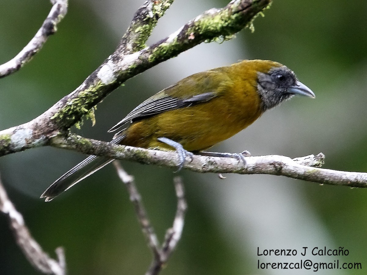 Olive-backed Tanager - ML230550451