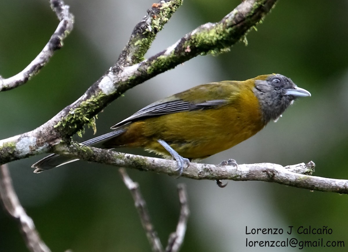 Olive-backed Tanager - ML230550501