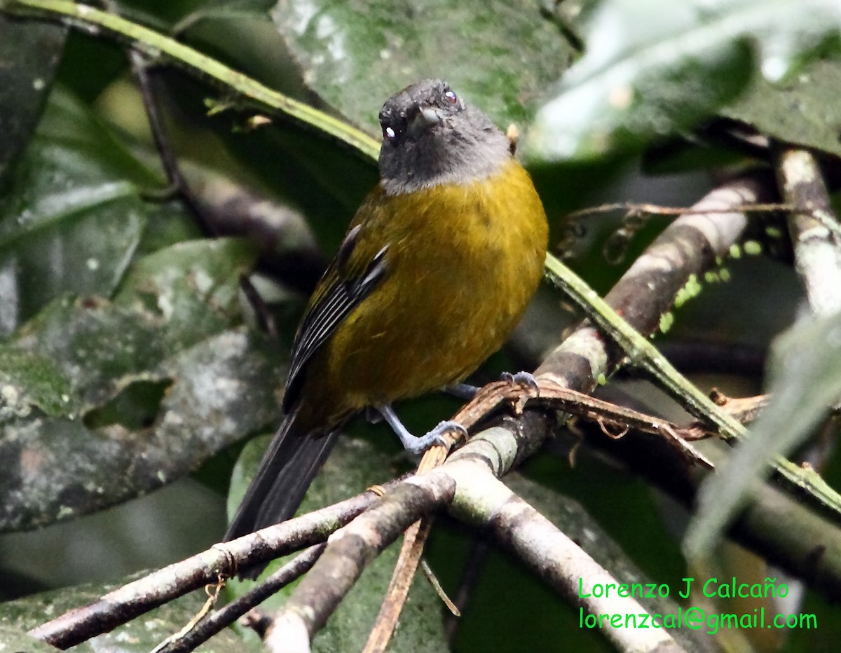 Olive-backed Tanager - ML230550951