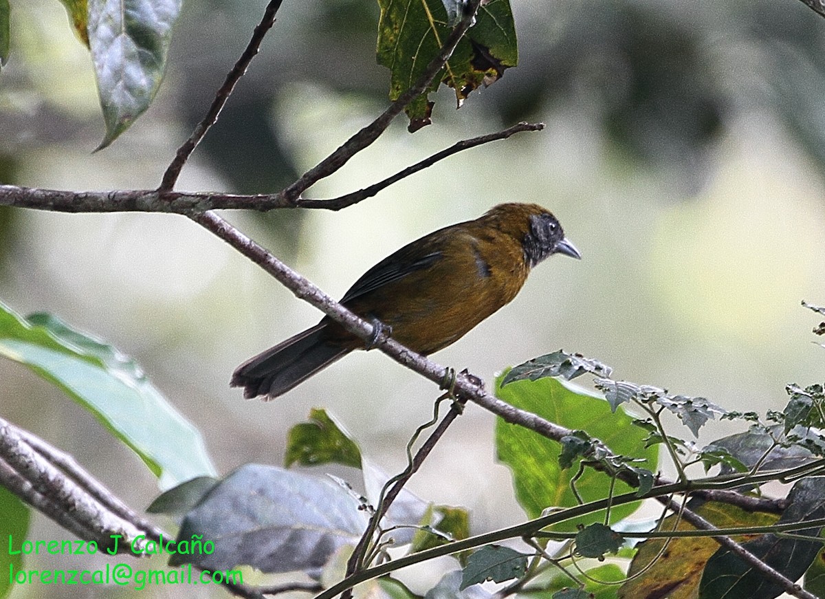 Olive-backed Tanager - ML230551491