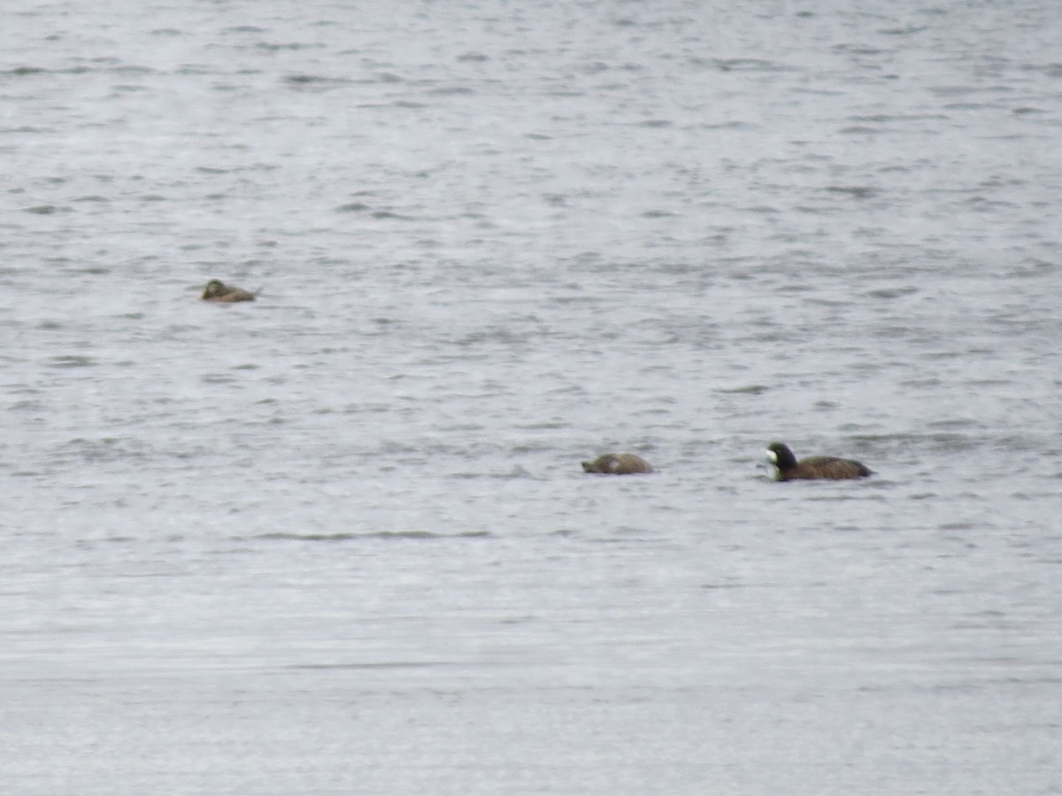 Greater Scaup - ML23055161