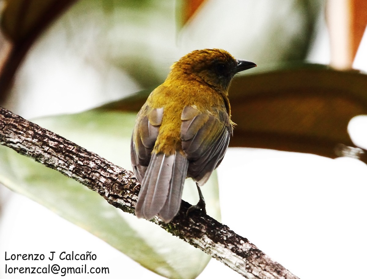 Olive-backed Tanager - ML230552481