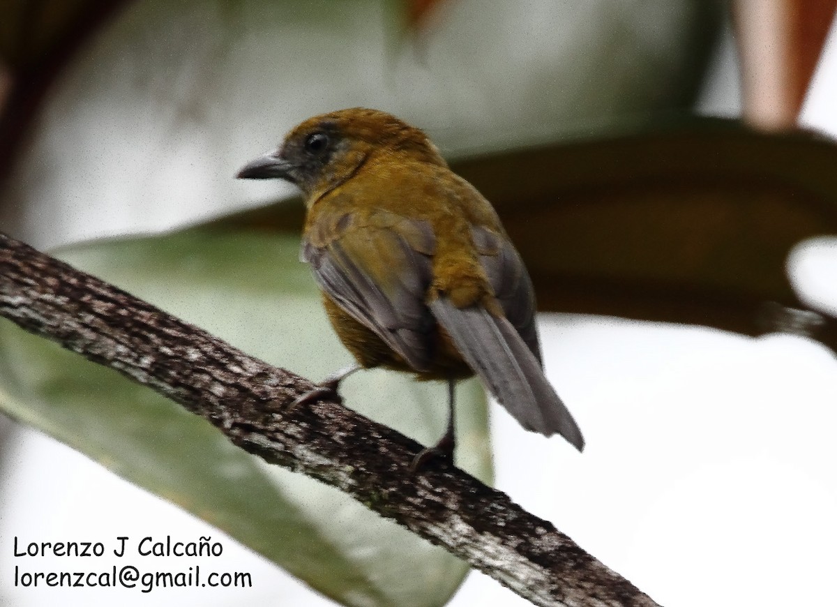 Olive-backed Tanager - ML230552611