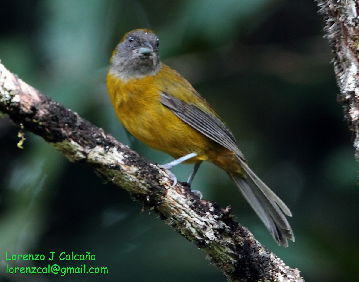 Olive-backed Tanager - ML230553451