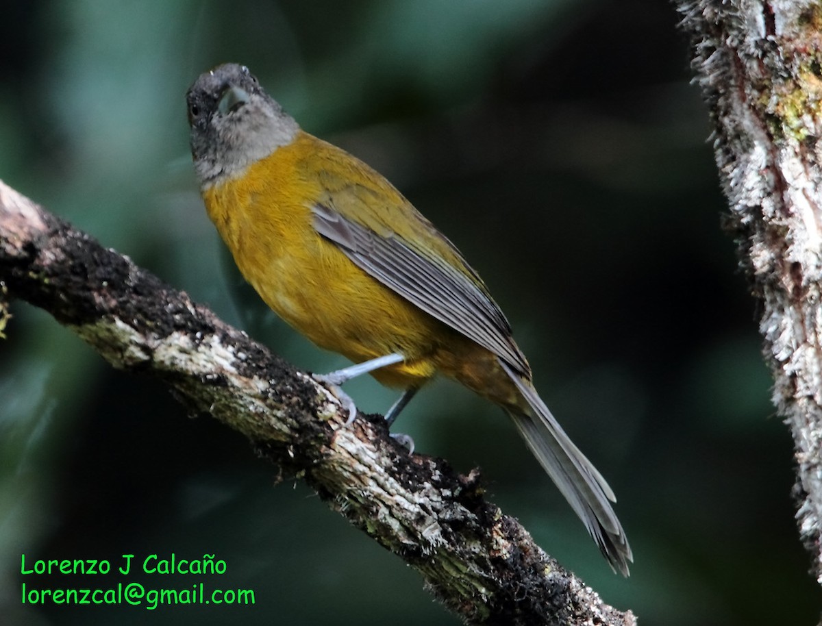 Olive-backed Tanager - ML230553541