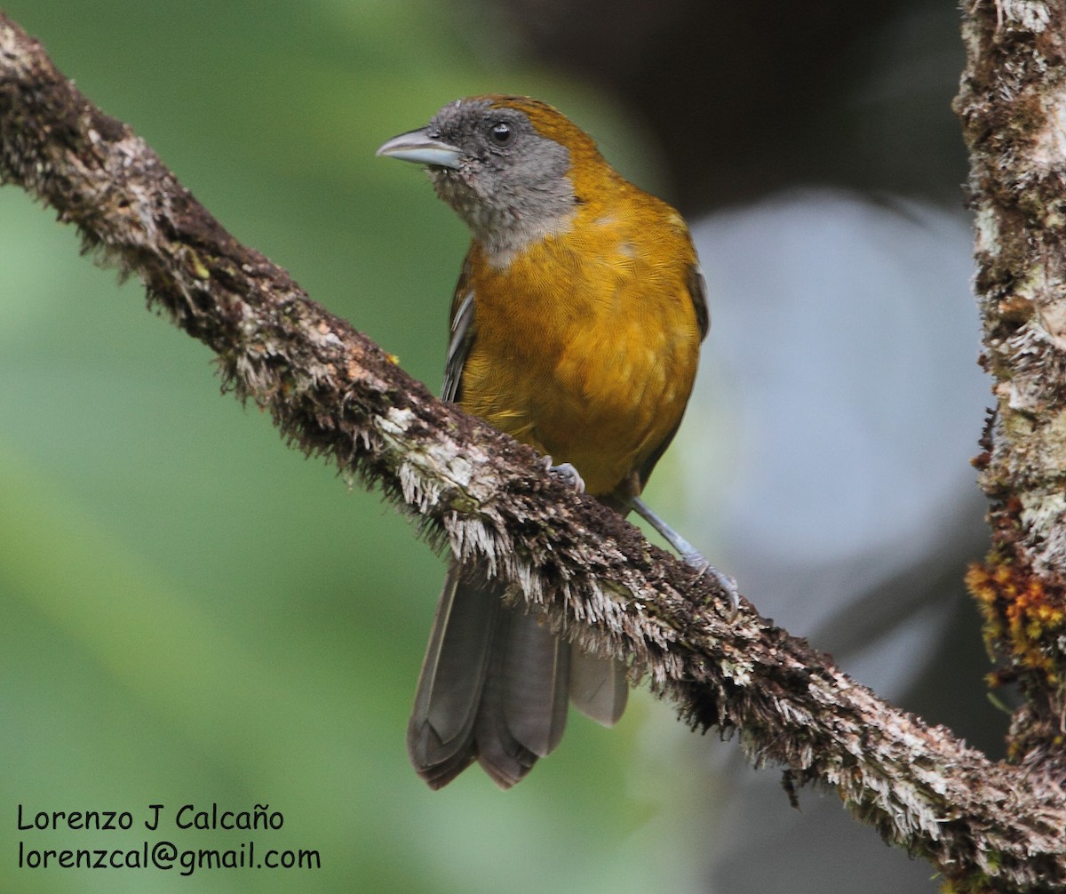 Olive-backed Tanager - ML230553791