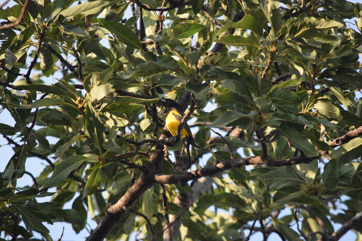 Black-vented Oriole - Paulo Tabares
