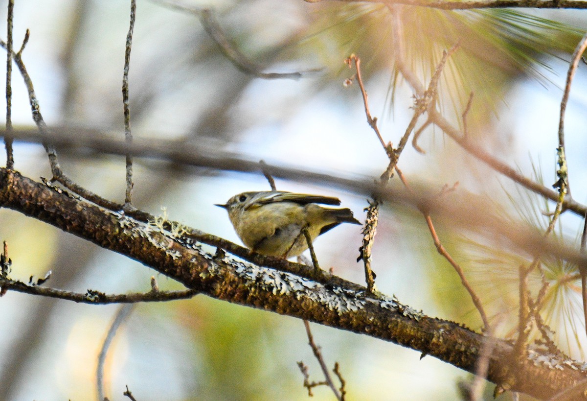 Ruby-crowned Kinglet - Carly Rodgers