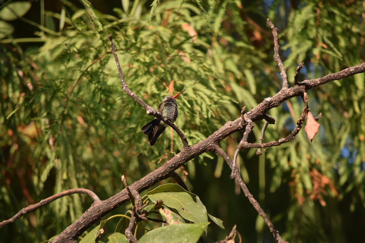 Broad-billed Hummingbird - ML23057601