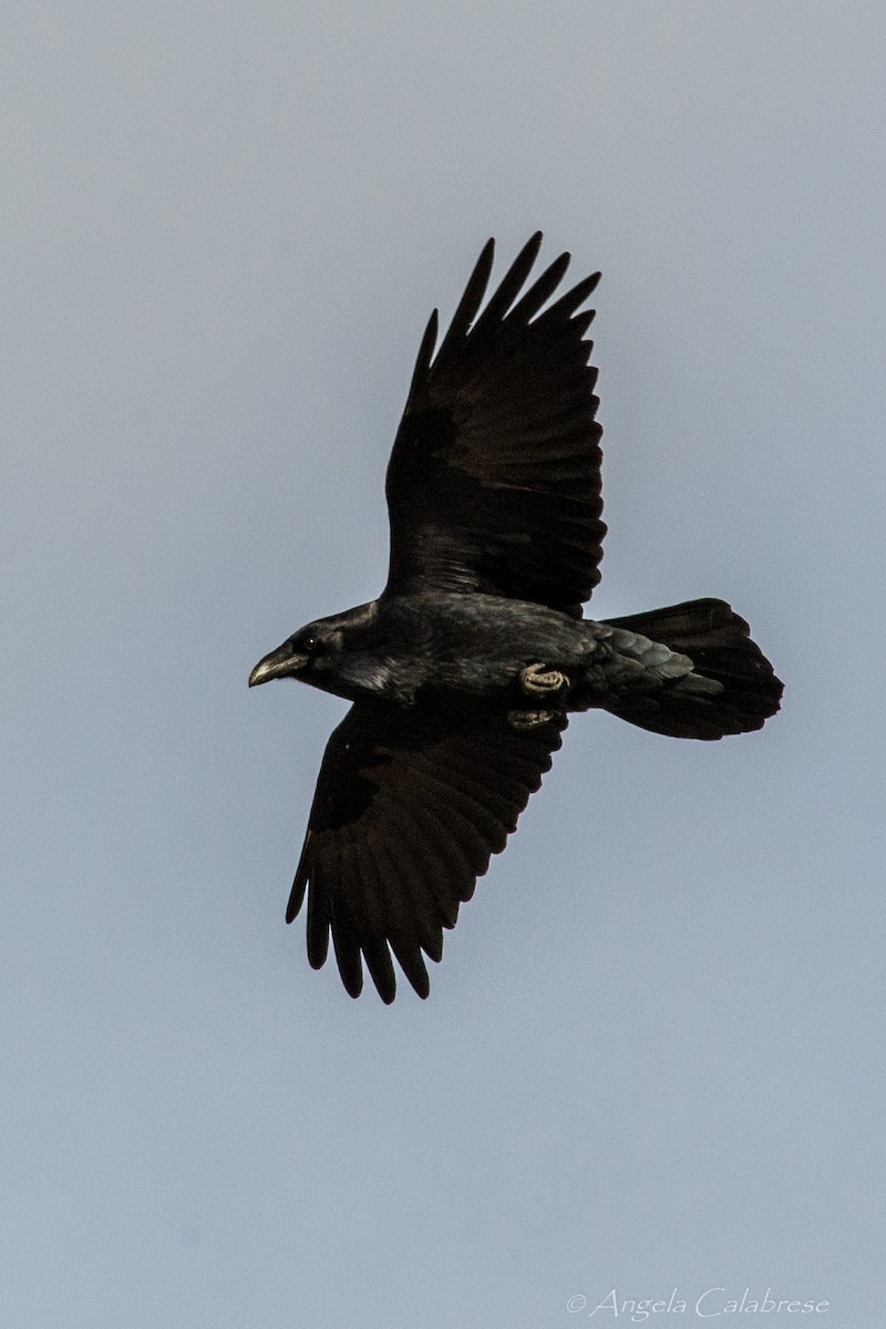 Common Raven - ML23057881