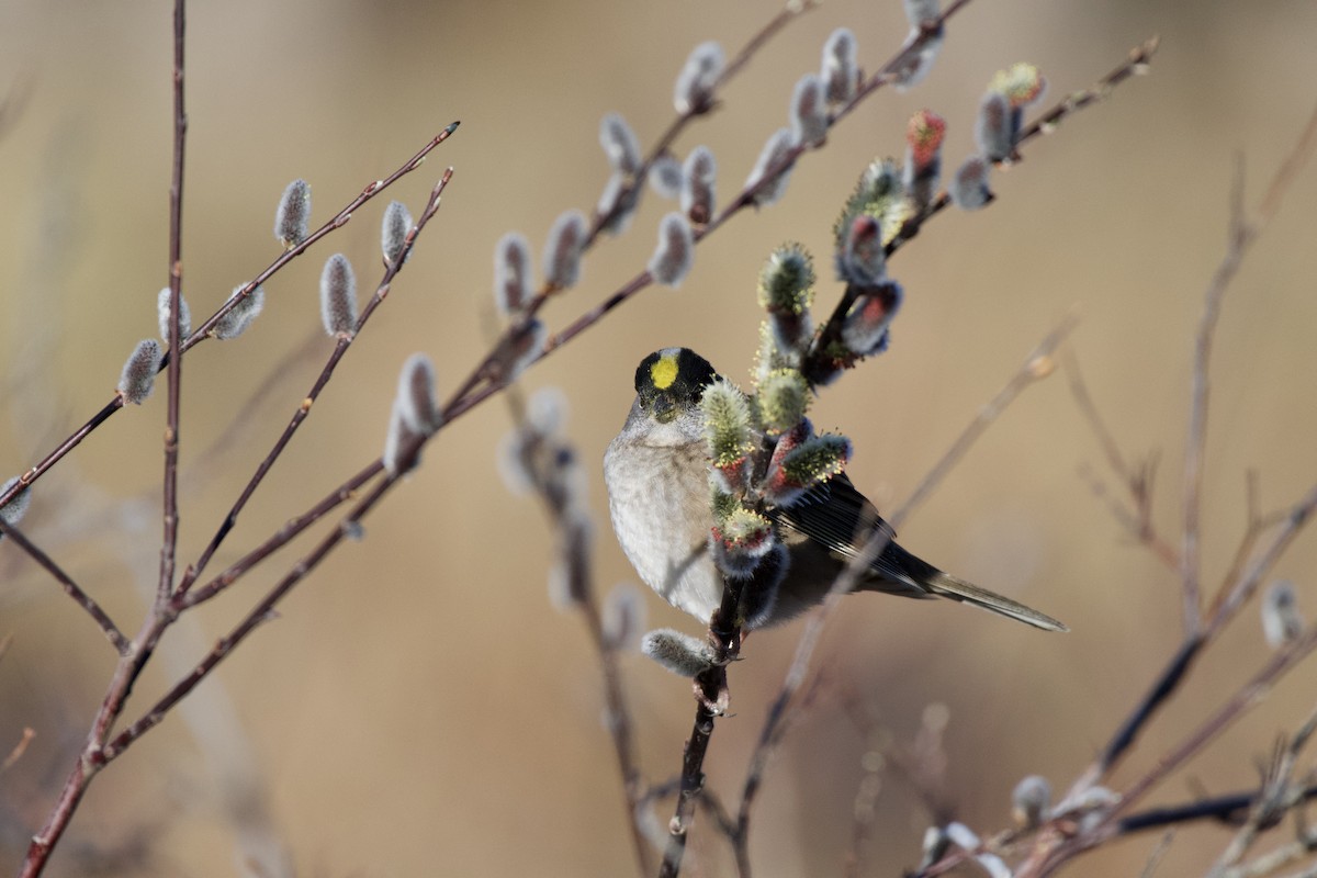 Golden-crowned Sparrow - ML230580801