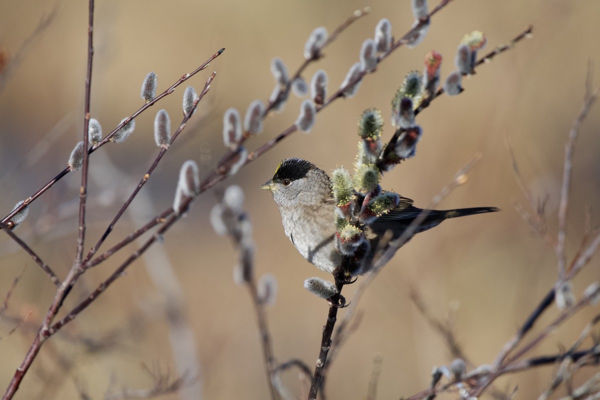 Golden-crowned Sparrow - ML230580851