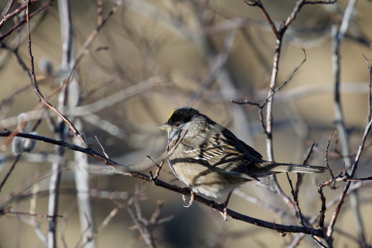 Golden-crowned Sparrow - ML230580891
