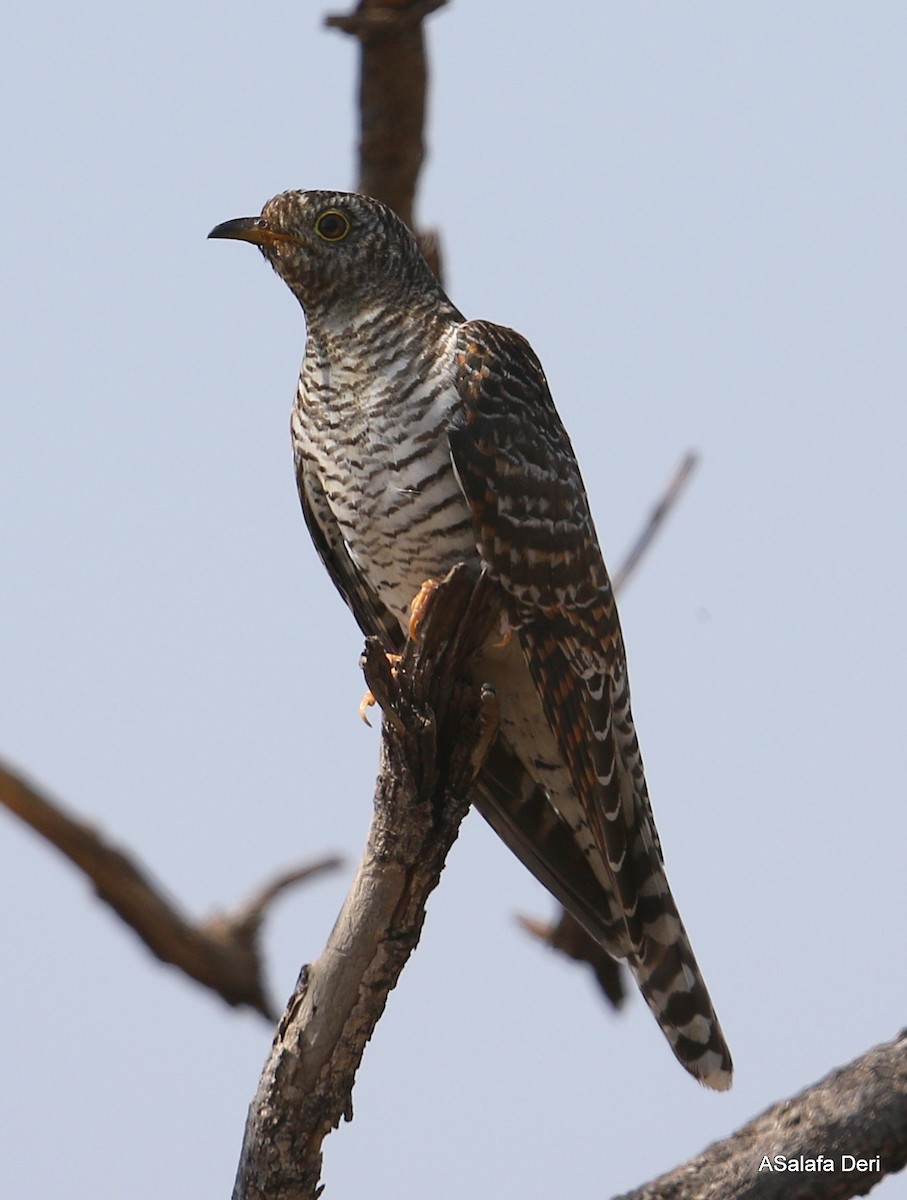 Common Cuckoo - Fanis Theofanopoulos (ASalafa Deri)