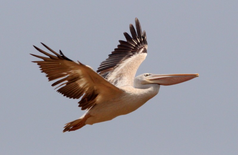 Pink-backed Pelican - ML230582791