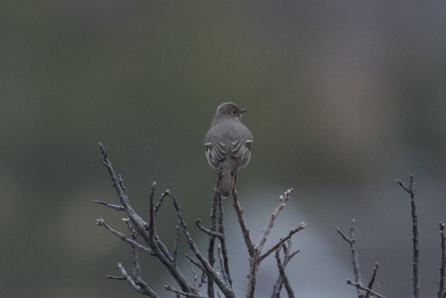 Townsend's Solitaire - ML23058351