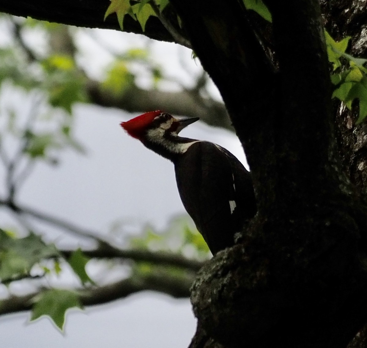 Pileated Woodpecker - ML230585801