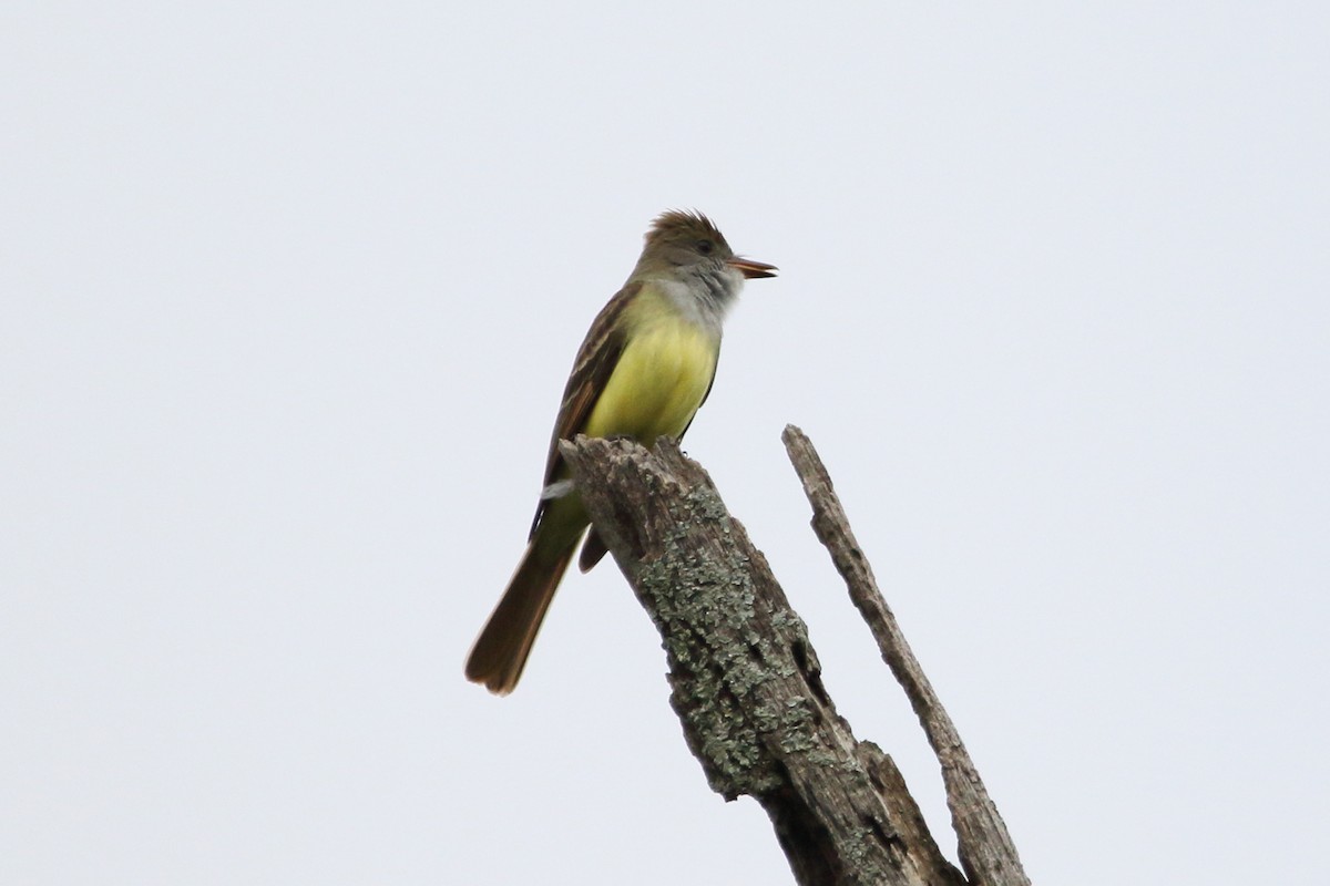 Great Crested Flycatcher - ML230587801