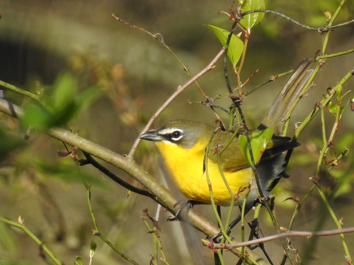 Yellow-breasted Chat - ML230588201