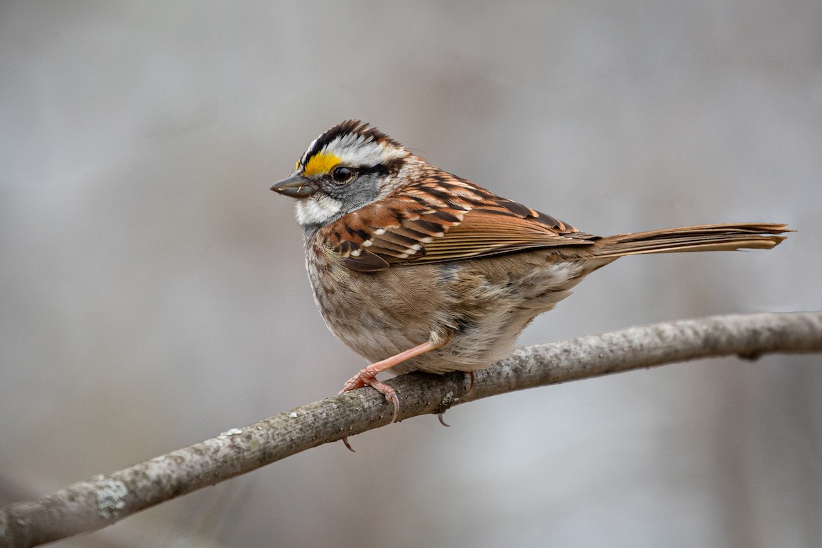 White-throated Sparrow - ML230589781