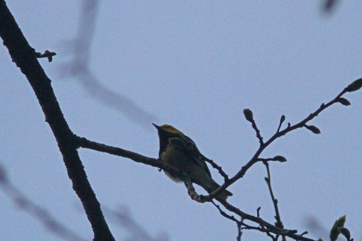 Black-throated Green Warbler - Larry Therrien