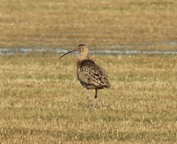 Long-billed Curlew - Tom Pollock 🐔