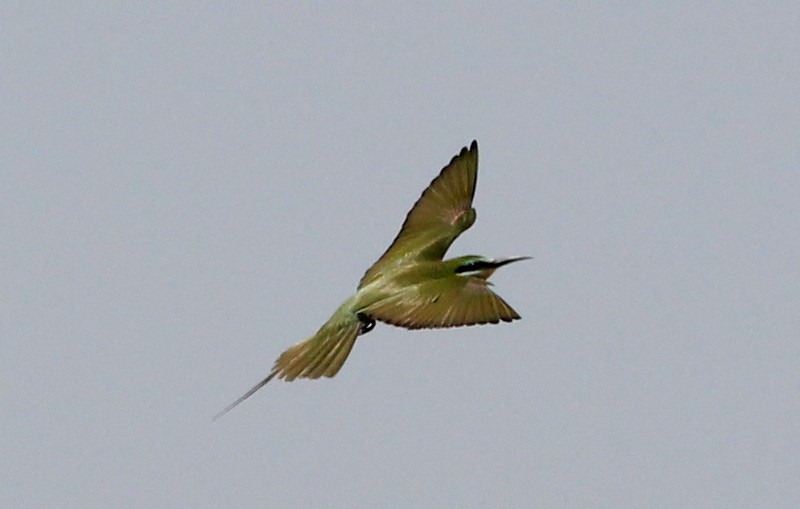 Blue-cheeked Bee-eater - Kris Webb