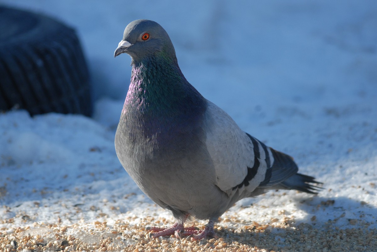 Rock Pigeon (Feral Pigeon) - ML230593961
